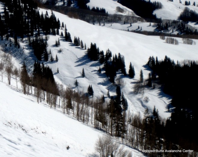 Crowns from 2/1 cycle. NW aspect above Perry Creek